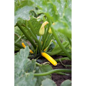 SIEMEN KESÄKURPITSA ATENA POLKA F1 HR5