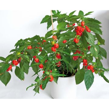 SIEMEN HAVANNAPAPRIKA HABANERO RED HR5