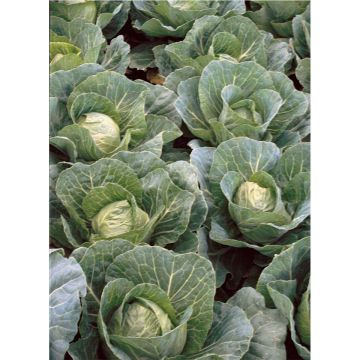 SIEMEN KERÄKAALI GOLDEN ACRE HR3