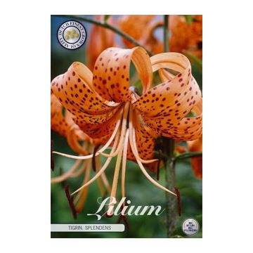 KUKKASIPULI LILIUM TIGRIIN. SPLENDENS 2 KPL 16/18