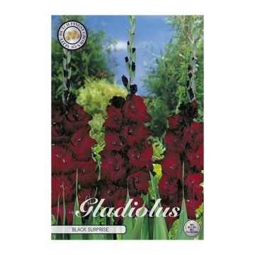 KUKKASIPULI GLADIOLUS BLACK SURPRICE 10 KPL 12/14