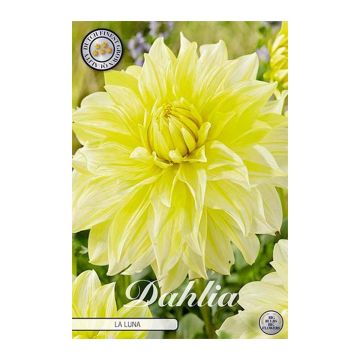 KUKKASIPULI DAHLIA LA LUNA 1 KPL I
