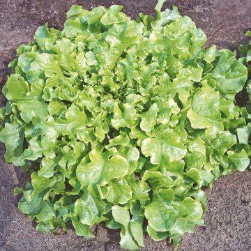 SIEMEN TAMMENLEHTISALAATTI KRAUSER GELBER HR3