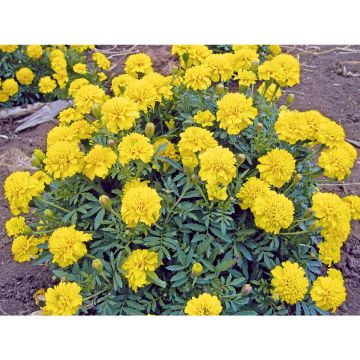 SIEMEN RYHMÄSAMETTIKUKKA YELLOW JACKET HR3