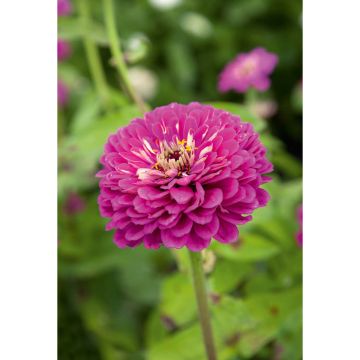 SIEMEN ISOTSINNIA ROYAL PURPLE HR3