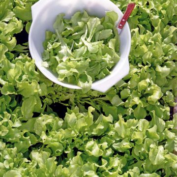 SIEMEN LEHTISALAATTI AUSTRALISCHE GELE HR1