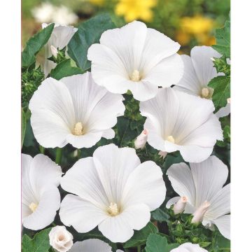 SIEMEN KESÄMALVIKKI MONT BLANC HR3