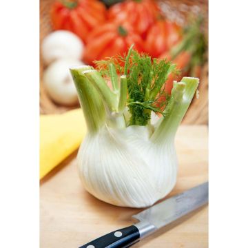 SIEMEN SALAATTIFENKOLI ZEFA FINO HR5