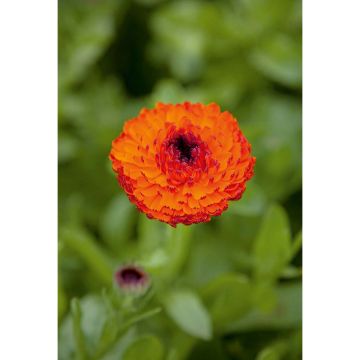 SIEMEN TARHAKEHÄKUKKA NEON HR3