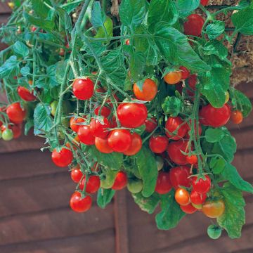 SIEMEN AMPPELITOMAATTI TUMBLING TOM RED HR6