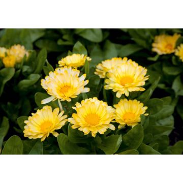 SIEMEN TARHAKEHÄKUKKA LEMON ZEST HR5