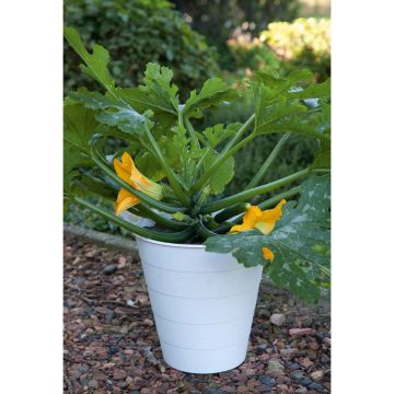 SIEMEN KESÄKURPITSA PATIO STAR F1 HR6