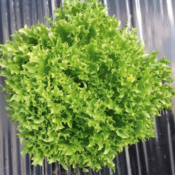 SIEMEN RAPEALEHTINEN SALAATTI FRILLICE HR4