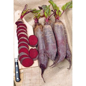 SIEMEN PUNAJUURIKAS CYLINDRA HR3