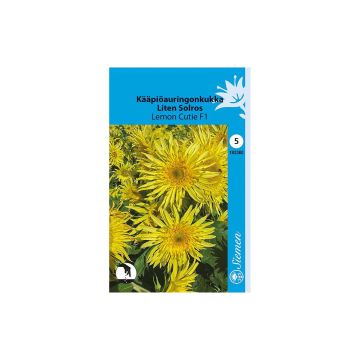SIEMEN KÄÄPIÖAURINGONKUKKA LEMON CUTIE F1