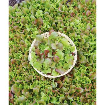 SIEMEN NAUHASALAATTI SEKOITE 5 M HR6