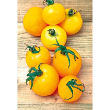 SIEMEN KASVIHUONETOMAATTI GOLDEN SUNRISE HR4