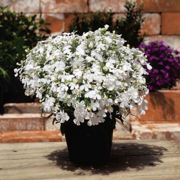 SIEMEN SINILOBELIA WHITE LADY HR3