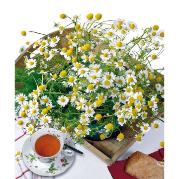 SIEMEN KAMOMILLASAUNIO HR4