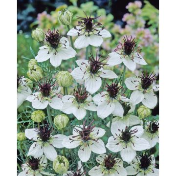 SIEMEN ESPANJANNEITO AFRICAN BRIDE HR4