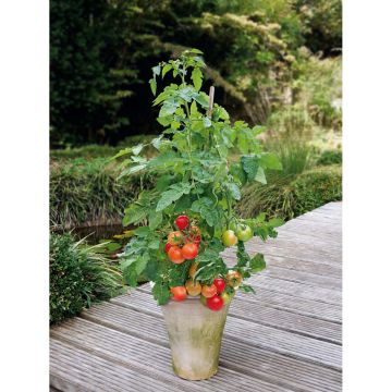 SIEMEN PENSASTOMAATTI MAJA (BALKONSTAR) HR4