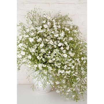 SIEMEN KESÄHARSO COVENT GARDEN HR2