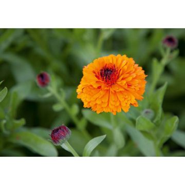 SIEMEN TARHAKEHÄKUKKA TOUCH OF RED HR4