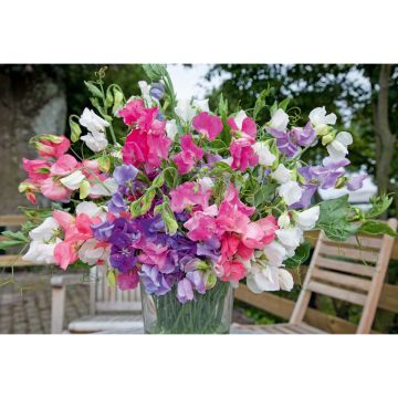 SIEMEN TUOKSUHERNE KNEE-HIGH HR3