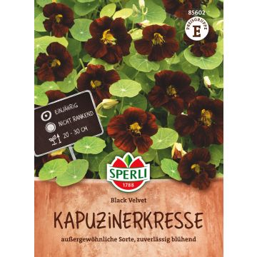 SPERLI PIKKUKÖYNNÖSKRASSI BLACK VELVET ANN