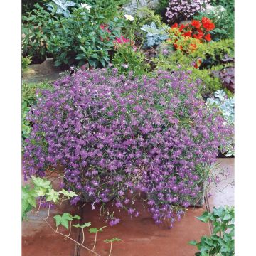 SIEMEN RIIPPALOBELIA PENDULA SAPHIR HR4