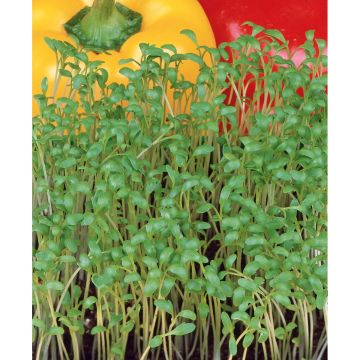 SIEMEN VIHANNESKRASSI HR2