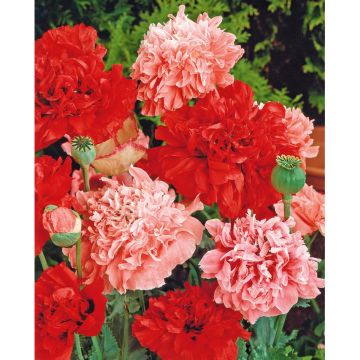 SIEMEN OOPIUMIUNIKKO SEKOITE HR2