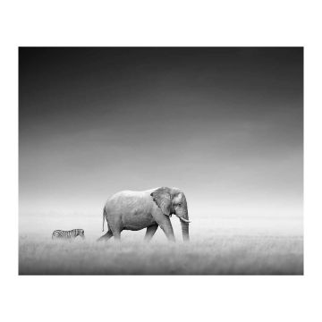 ART LINK JULISTE ELEPHANT WITH ZEBRA 40X50