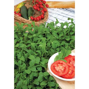 SIEMEN RUKOLASALAATTI ELI SINAPPIKAALI HR1