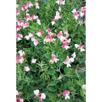 SIEMEN TUOKSUHERNE PINK CUPID HR4