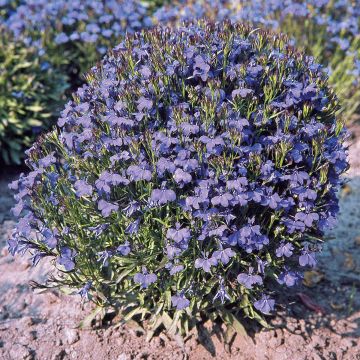 SIEMEN SINILOBELIA KAISER WILHELM HR3