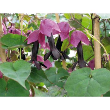 SIEMEN KEIJUNMEKKO PURPLE BELLS HR6