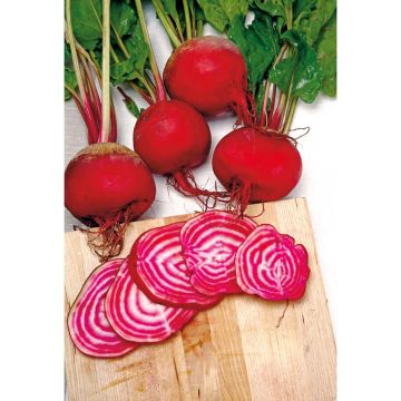 SIEMEN PUNAJUURIKAS CHIOGGIA HR3