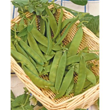 SIEMEN SOKERIHERNE SUGAR DWARF SWEET GREEN HR3