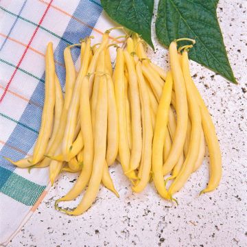 SIEMEN VAHAPAPU ORINOCO/GOLDDUKAT HR5