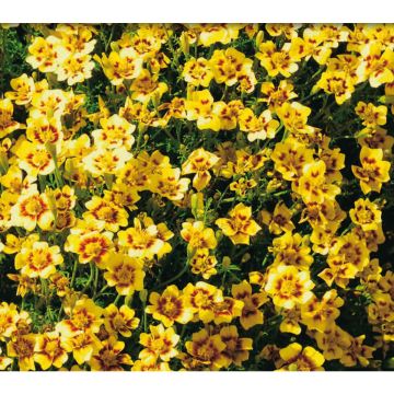 SIEMEN KÄÄPIÖSAMETTIKUKKA LEMON STAR HR4