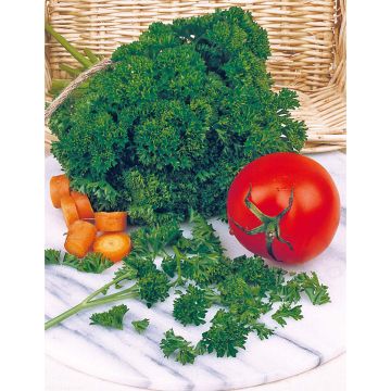 SIEMEN PERSILJA DARKI HR2