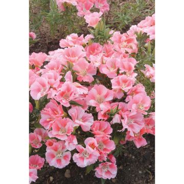 SIEMEN ISOSILKKIKUKKA SYBIL SHERWOOD HR3