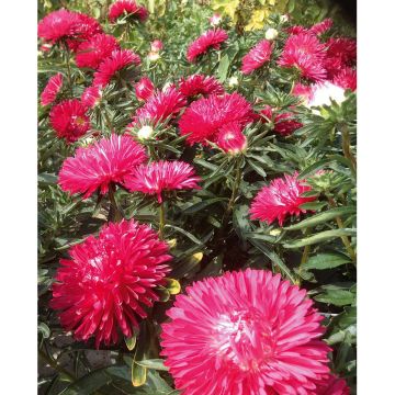 SIEMEN KIINANASTERI CLASSIC FEUERROT HR4