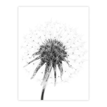 ART LINK JULISTE DANDELION 30X40