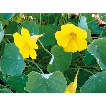 SIEMEN ISOKÖYNNÖSKRASSI GOLDEN GLEAM HR3