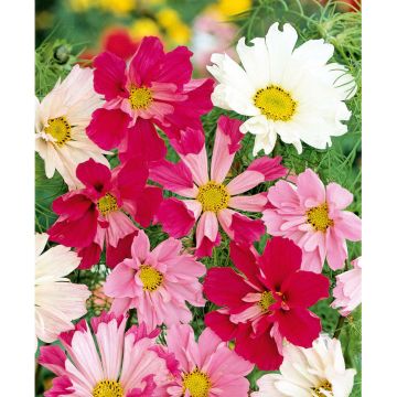 SIEMEN PUNAKOSMOS SEA SHELLS HR4