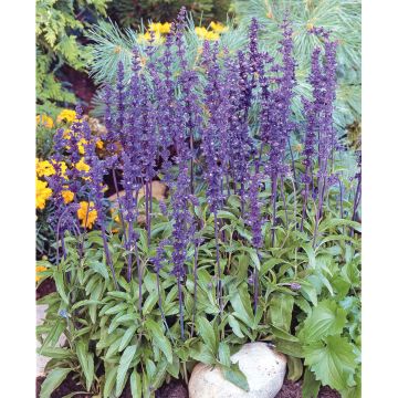 SIEMEN HÄRMESALVIA VICTORIA HR3