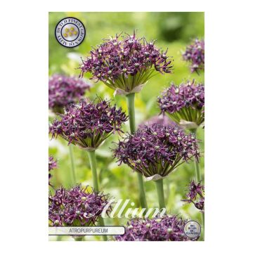 KUKKASIPULI ALLIUM ARTROPURPUREUM