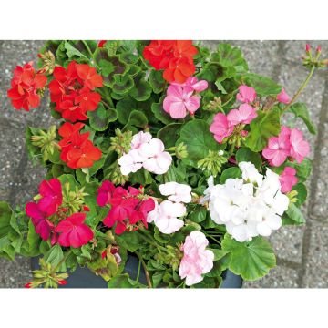 SIEMEN PELARGONI SUPER HYBRID MIX F2 HR6